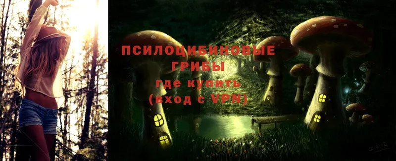 Псилоцибиновые грибы Psilocybe  Североморск 